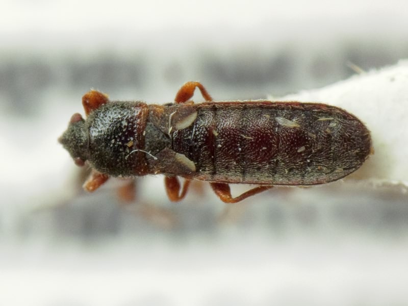 Dimorphopterus spinolae (Signoret, 1857)